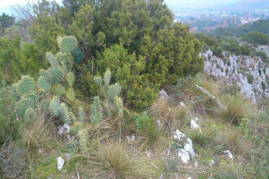 Proche D'Uzes La Terrasse Du Soleil Levant コリアス エクステリア 写真